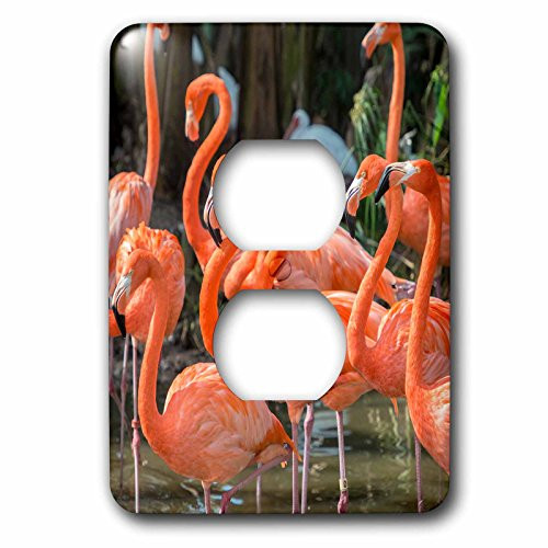 3dRose lsp_207217_6 USA, Florida, Orlando Pink Flamingos at Gatorland 2 Plug Outlet Cover, Multicolor