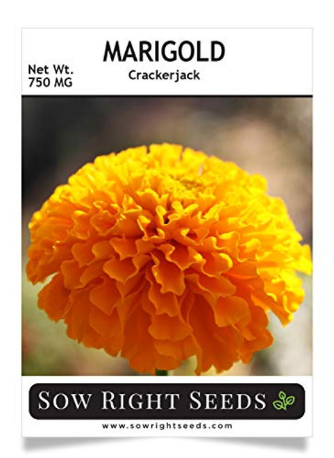 Sow Right Seeds Crackerjack Marigold Seeds - Full Instructions for Planting, Beautiful to Plant in Your Flower Garden; Non-GMO Heirloom Seeds; Wonderful Gardening Gift (1)