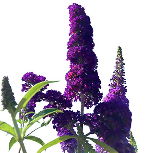 Butterfly Bush Seeds (Buddleia davidii) Black Knight + 1 Free Plant Marker (100)