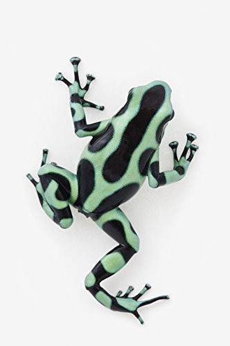 Posterazzi Black And Green Poison Dart Frog (Dendrobates Auratus) Poster Print, (12 x 19)