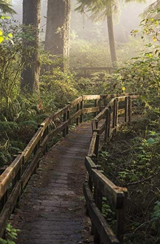 Posterazzi Fog softens the sunlight in the forest trail to the Cathedral Tree Astoria Oregon United States of America Poster Print, (12 x 19)