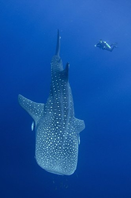 Posterazzi A Diver interacts with a Whale Shark in Cenderawasih Bay Indonesia. Poster Print by VWPics/Stocktrek Images, (11 x 17), Varies Posterazzi A Diver interacts with a Whale Shark in Cenderawasih Bay Indonesia. Poster Print by VWPics/Stocktrek Images, (11 x 17), Varies