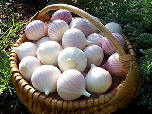 Seeds Giant Garlic Lyubasha Winter Bulbs Organic Heirloom Ukraine For Planting