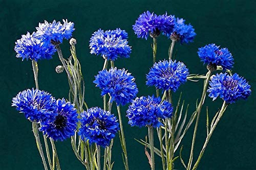 Dwarf Blue Cornflower/Bachelor Button Seeds - 1000 Seeds by Seeds2Go