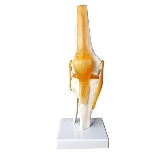 Human Functional Knee Joint Model, with Ligament, Life Size for Medical Teaching Learning, Clinic Demonstration, Kids Learning Education Display Tool