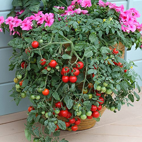 Tumbling Tom (Organic) Tomato 150 Seeds By Jays Seeds Upc 643451295283