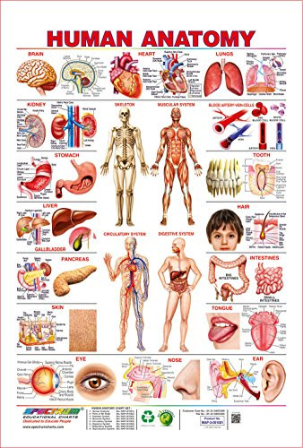 Spectrum Pre - School Kids Learning Educational Human Anatomy Name Wall Chart