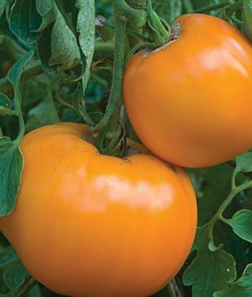 Golden Jubilee Tomato Seeds, 100+ Premium Heirloom Seeds, Popular Hot Seller and On Sale, (Isla's Garden Seeds), Non Gmo Organic, 85% Germination Rate, Highest Quality Seeds