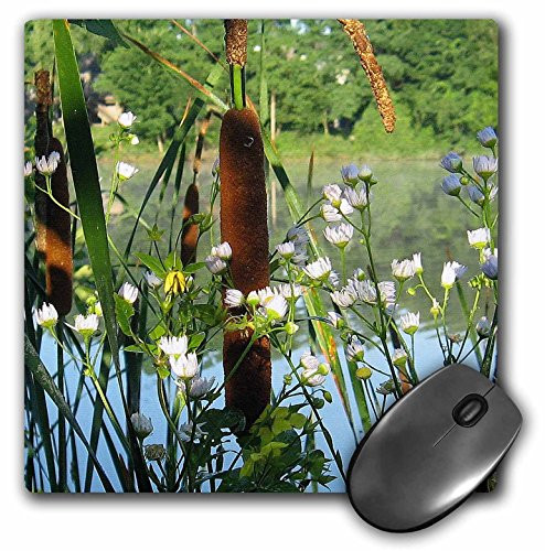 3dRose LLC 8 x 8 x 0.25 Inches Mouse Pad, Cattails on A Foggy Lake (mp_158217_1)