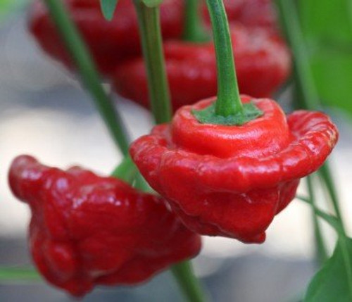 Hot Pepper 'Red Cap Mushroom' (Capsicum Annuum) Vegetable Plant Heirloom, 10 Seeds Hot Pepper 'Red Cap Mushroom' (Capsicum Annuum) Vegetable Plant Heirloom, 10 Seeds