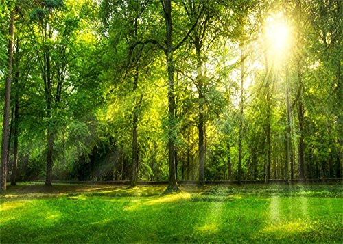 Leowefowa 10X8FT Spring Backdrop Jungle Forest Trees Backdrops for Photography Sunshine Rays Green Grassland Nature Outdoor Vinyl Photo Background Kids Adults Studio Props Leowefowa 10X8FT Spring Backdrop Jungle Forest Trees Backdrops for Photography Sunshine Rays Green Grassland Nature Outdoor Vinyl Photo Background Kids Adults Studio Props