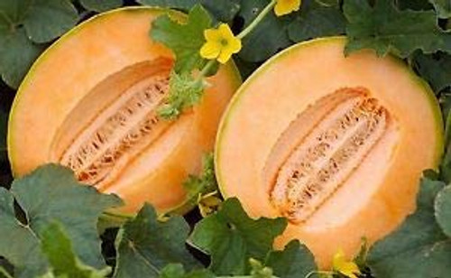 "Delicious 51" Cantaloupe Melon Seeds, 50+ Premium Heirloom Seeds, On Sale, (Isla's Garden Seeds), Non Gmo, Highest Quality Seeds, 100% Pure "Delicious 51" Cantaloupe Melon Seeds, 50+ Premium Heirloom Seeds, On Sale, (Isla's Garden Seeds), Non Gmo, Highest Quality Seeds, 100% Pure