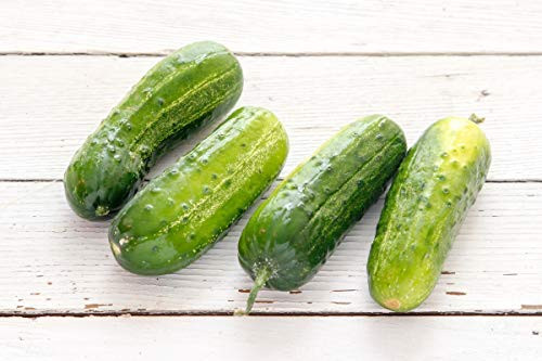 Boston Pickling Cucumber Seeds, 100+ Premium Heirloom Seeds, (Isla's Garden Seeds), Non Gmo, Survival Seeds, 90% Germination, Highest Quality Boston Pickling Cucumber Seeds, 100+ Premium Heirloom Seeds, (Isla's Garden Seeds), Non Gmo, Survival Seeds, 90% Germination, Highest Quality