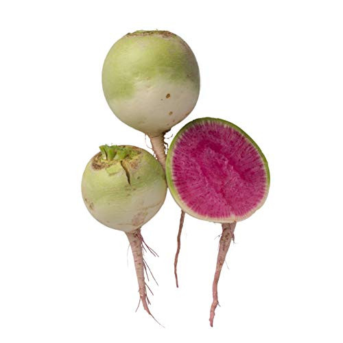 Watermelon Radish Seeds, 120+ Premium Heirloom Seeds,Fantastic Addition to Your Home Garden! Top Pick, (Isla's Garden Seeds), Non GMO Organic, 90% Germination Rates, Highest Quality Seeds Watermelon Radish Seeds, 120+ Premium Heirloom Seeds,Fantastic Addition to Your Home Garden! Top Pick, (Isla's Garden Seeds), Non GMO Organic, 90% Germination Rates, Highest Quality Seeds