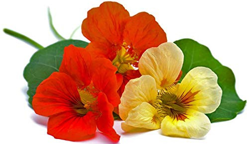 Nasturtium Blend Mixed Variety Flower Seeds, Fantastic Addition to Your Home Flower Garden!, 50+ Premium Heirloom Seeds, (Isla's Garden Seeds), 85-90% Germination Rates, Highest Quality. Nasturtium Blend Mixed Variety Flower Seeds, Fantastic Addition to Your Home Flower Garden!, 50+ Premium Heirloom Seeds, (Isla's Garden Seeds), 85-90% Germination Rates, Highest Quality.