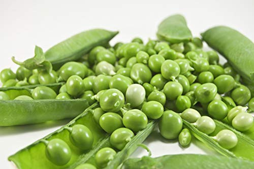 Early Frosty Pea Seeds, 50+ Premium Heirloom Seeds, Garden Pea Seeds, On Sale, (Isla's Garden Seeds), Non Gmo, 90% Germination, Highest Quality Seeds, 100% Pure Early Frosty Pea Seeds, 50+ Premium Heirloom Seeds, Garden Pea Seeds, On Sale, (Isla's Garden Seeds), Non Gmo, 90% Germination, Highest Quality Seeds, 100% Pure