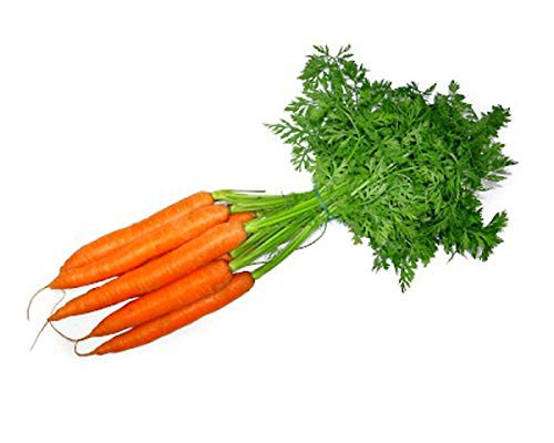 "Imperator 58" Carrot Seeds, 400+ Premium Heirloom Seeds, ON SALE!, 99.9% Purity, 85% Germination, (Isla's Garden Seeds), Non GMO Organic Survival Seeds "Imperator 58" Carrot Seeds, 400+ Premium Heirloom Seeds, ON SALE!, 99.9% Purity, 85% Germination, (Isla's Garden Seeds), Non GMO Organic Survival Seeds