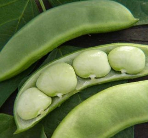 Baby Fordhook Lima Beans, 20+ Premium Heirloom Seeds, ON SALE!, (Isla's Garden Seeds), Non Gmo Organic, Highest Quality Seeds, 90% Germination Rates, 100% Pure