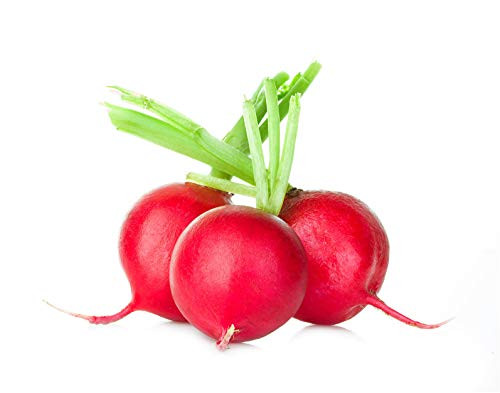 Crimson Giant Radish Seeds, 200 Premium Quality Heirloom Seeds, On Sale, (Isla's Garden Seeds), Non GMO Organic, 85% Germination Rates, Highest Quality Seeds, 100% Pure