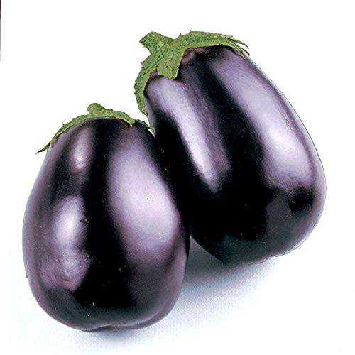 Black Beauty Egg Plant Seeds, 100+ Premium Heirloom Seeds, ON SALE!, (Isla's Garden Seeds), Non Gmo Organic, 90% Germination rates, Highest Quality, 100% Pure Black Beauty Egg Plant Seeds, 100+ Premium Heirloom Seeds, ON SALE!, (Isla's Garden Seeds), Non Gmo Organic, 90% Germination rates, Highest Quality, 100% Pure