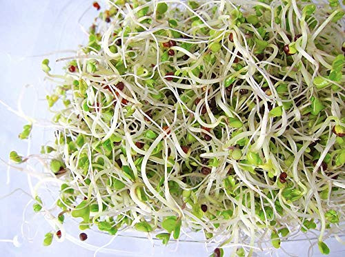 Broccoli Calabrese Sprouting Seeds, Sprouting Mix, 1000+ Premium Heirloom Seeds, Excellent for Home Garden! ON Sale!, (Isla's Garden Seeds), Non GMO, 85% Germination Rates, Seeds Broccoli Calabrese Sprouting Seeds, Sprouting Mix, 1000+ Premium Heirloom Seeds, Excellent for Home Garden! ON Sale!, (Isla's Garden Seeds), Non GMO, 85% Germination Rates, Seeds