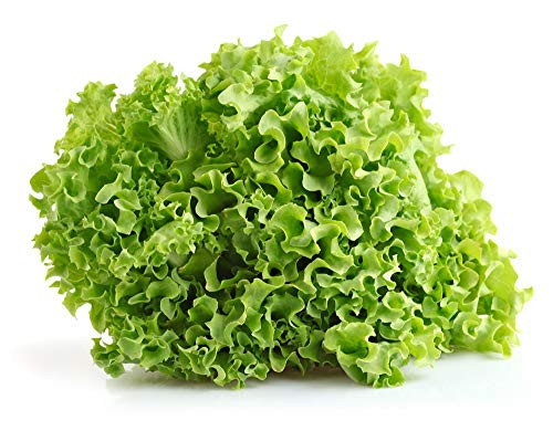 Salad Bowl Lettuce Seeds, 1000+ Premium Heirloom Seeds, Delicious & Crisp, On Sale, (Isla's Garden Seeds), Non Gmo Organic, 85% Germination Rates, Highest Quality Seed, 100% Pure Salad Bowl Lettuce Seeds, 1000+ Premium Heirloom Seeds, Delicious & Crisp, On Sale, (Isla's Garden Seeds), Non Gmo Organic, 85% Germination Rates, Highest Quality Seed, 100% Pure