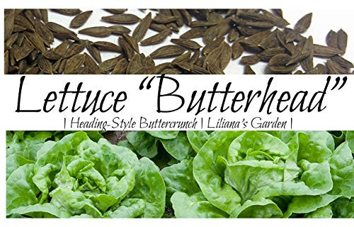 Lettuce Seeds - Butterhead, Buttercrunch - Heirloom - Includes Growing Booklet - Liliana's Garden