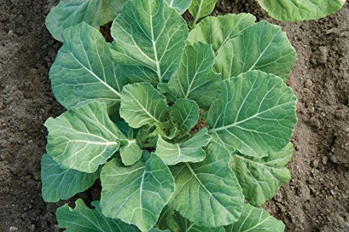 Champion Collard Greens Seeds - 1,000+ Premium Heirloom Seeds, Delicious & Full of Flavor! (Isla's Garden Seeds) - Non GMO, 90% Germination, Highest Quality Seeds.