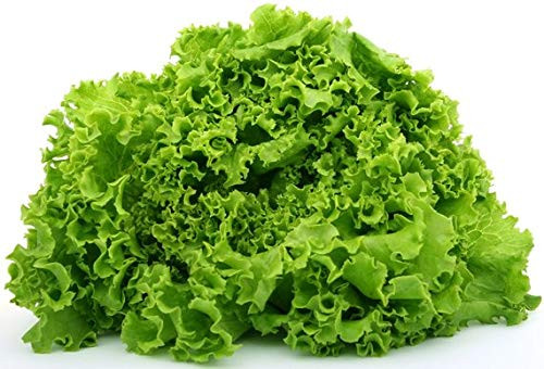 "Green Ice" Lettuce Seeds, 1000+ Premium Heirloom Seeds, On Sale, (Isla's Garden Seeds), Non Gmo Organic, 85% Germination, Highest Quality Seeds, 100% Pure "Green Ice" Lettuce Seeds, 1000+ Premium Heirloom Seeds, On Sale, (Isla's Garden Seeds), Non Gmo Organic, 85% Germination, Highest Quality Seeds, 100% Pure