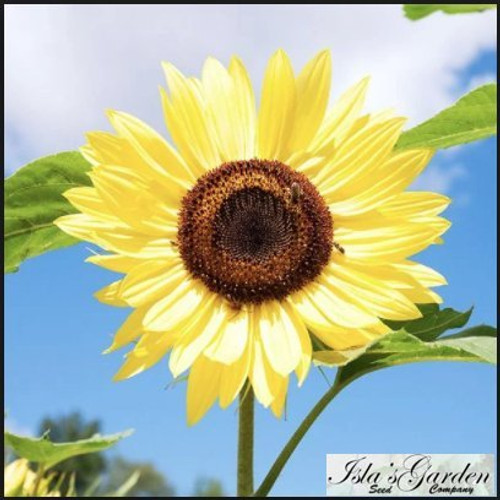 Lemon Queen Sunflower Flower Seeds, 55+ Premium Heirloom Seeds, Beautiful Bright Yellow & Wonderful Addition to Your Garden! (Isla's Garden Seeds), 85-90% Germination Rates, Highest Quality Seeds
