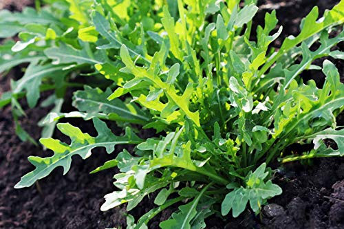 Arugula Lettuce Seeds, 1000+ Premium Organic Heirloom Seeds, Fantastic Addition to Your Home Garden! (Isla's Garden Seeds), Non Gmp, 85% Germination Rates, Highest Quality Seed