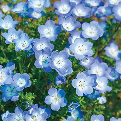 Baby Blue Eyes Wildflower Flowers Blue Baby's Breath, 1500+ Premium Seeds, Beautiful & Gorgeous! Nemophila menziesii, (Isla's Garden Seeds), Highest Quality, Highest Purity, 85-90% Germination Baby Blue Eyes Wildflower Flowers Blue Baby's Breath, 1500+ Premium Seeds, Beautiful & Gorgeous! Nemophila menziesii, (Isla's Garden Seeds), Highest Quality, Highest Purity, 85-90% Germination