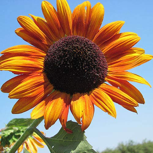 Autumn Beauty Sunflower Flower Seeds, 150+ Premium Heirloom Seeds, Adds Beautiful Color to Your Home Flower Garden!, (Isla's Garden Seeds), 90% Germination Rates, Highest Quality Seeds
