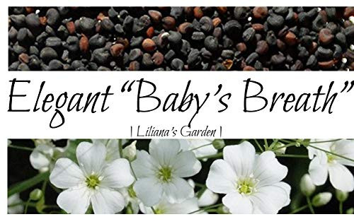 Flower Seeds - Elegant Baby's Breath - Gypsophila elegans - Annual - Liliana's Garden Flower Seeds - Elegant Baby's Breath - Gypsophila elegans - Annual - Liliana's Garden