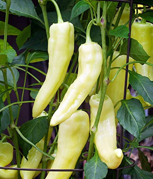 Banana Pepper Seeds, 100+ Premium Heirloom Seeds, Sweet Banana Peppers, Fantastic addition to your home garden! Delicious!(Isla's Garden Seeds),Non Gmo, 85-90% Germination Rates, Highest Quality Seeds Banana Pepper Seeds, 100+ Premium Heirloom Seeds, Sweet Banana Peppers, Fantastic addition to your home garden! Delicious!(Isla's Garden Seeds),Non Gmo, 85-90% Germination Rates, Highest Quality Seeds