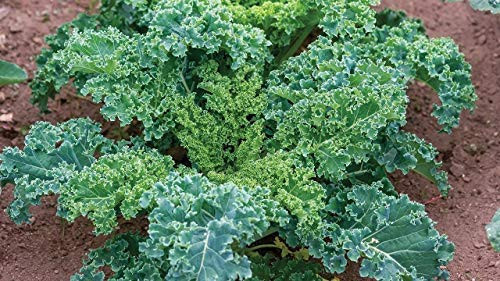 Forage Premier Kale Seeds, 1000+ Premium Heirloom Seeds, ON SALE!, (Isla's Garden Seeds), Non Gmo Organic, 90% Germination, Survival Seeds, Highest Quality. Forage Premier Kale Seeds, 1000+ Premium Heirloom Seeds, ON SALE!, (Isla's Garden Seeds), Non Gmo Organic, 90% Germination, Survival Seeds, Highest Quality.