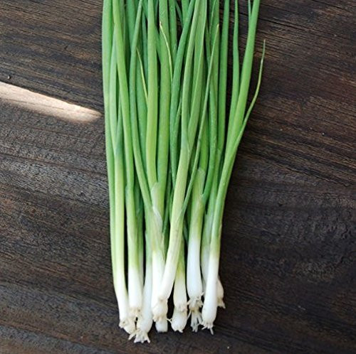 Evergreen Bunching Nebuka Onion Seeds, 500+ Premium Heirloom Seeds, Fun Addition to Garden! ON Sale!, (Isla's Garden Seeds), Non GMO, 85% Germination Rates, Highest Quality Seeds