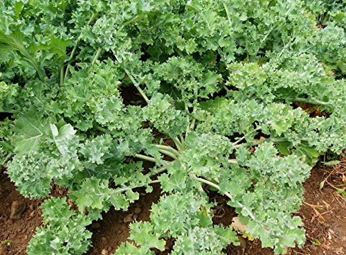 Siberian Kale Seeds, 1000+ Premium Heirloom Seeds, Perfect addition to your home garden! (Isla's Garden Seeds), Non Gmo Organic, Survival Seeds, 90% Germination Rates, Highest Quality, Highest Purity.