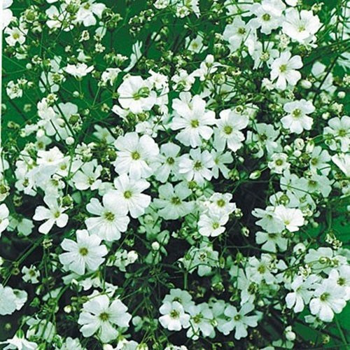 Baby's Breath Flowers, 2000+ Premium Seeds, Gypsophila Elegans, ON Sale!, (Isla's Garden Seeds), 99.9% Purity, 94% Germination Baby's Breath Flowers, 2000+ Premium Seeds, Gypsophila Elegans, ON Sale!, (Isla's Garden Seeds), 99.9% Purity, 94% Germination