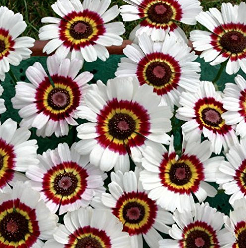 "Painted Daisy" Flower Seeds, 1000+ Premium Heirloom Seed, 80-90% Germination Rates, Beautiful & Bright! Popular Choice!, Chrysanthemum Family, (Isla's Garden Seeds), Non GMO, Highest Quality Seeds