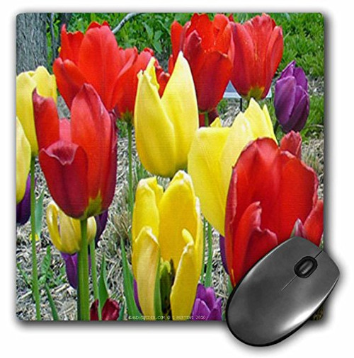 3dRose LLC 8 x 8 x 0.25 Inches Red, Yellow and Purple Tulips Mouse Pad (mp_5985_1) 3dRose LLC 8 x 8 x 0.25 Inches Red, Yellow and Purple Tulips Mouse Pad (mp_5985_1)