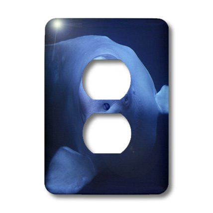 3dRose lsp_37652_6 Beluga Or White Whale, Delphinapterus Leucas, Arctic 2 Plug Outlet Cover