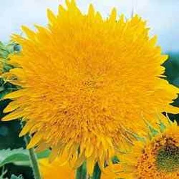 Outsidepride Giant Sunflower Plant Seed - 500 Seeds