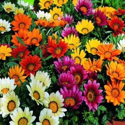 Outsidepride Gazania Garden Leader Mix - 100 seeds