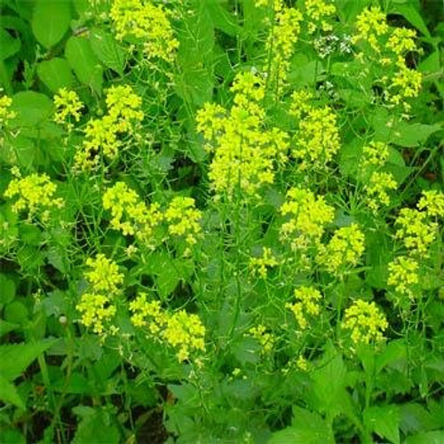 Outsidepride Black Mustard Plant Seeds - 5000 Seeds