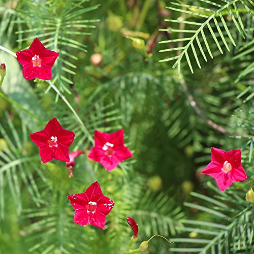 Outsidepride Red Cypress Vine Seeds - 100 Seeds