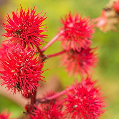 Outsidepride Gibsonii Castor Bean Plant Seed - 50 Seeds