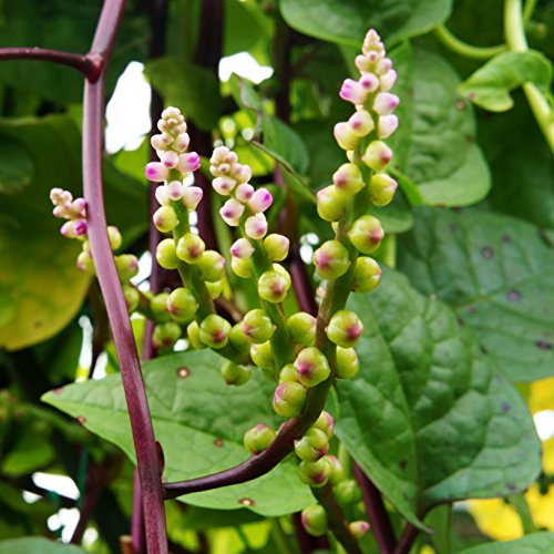 Outsidepride Malabar Spinach Seeds - 100 Seeds