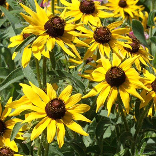 Outsidepride Rudbeckia Hirta Black-eyed Susan Flower Seeds - 5000 Seeds