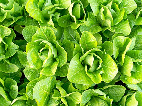 Jericho Romaine Lettuce Seeds, 1000+ Premium Organic Heirloom Seeds, (Isla's Garden Seeds), Non GMO, 85% Germination, Highest Quality! Jericho Romaine Lettuce Seeds, 1000+ Premium Organic Heirloom Seeds, (Isla's Garden Seeds), Non GMO, 85% Germination, Highest Quality!
